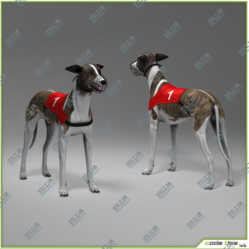 images/goods_img/202105071/Greyhound Dog CG/5.jpg